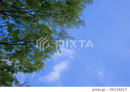 緑と空 凡用素材 緑と空 凡用素材 30134017