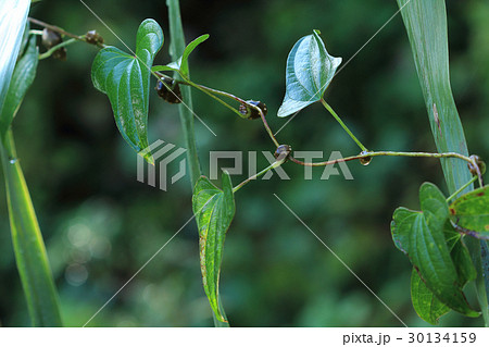 ヤマノイモのむかご　 30134159