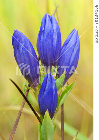 エゾリンドウのつぼみ　南会津 30134166