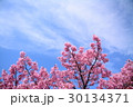 ピンクの桜 30134371