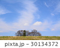 土手越しに見える木 30134372