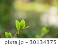 木の芽 30134375