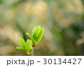 木の芽 30134427