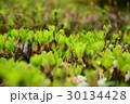 木の芽 30134428