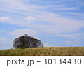 土手越しに見える木 30134430