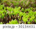 木の芽 30134431