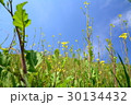野生の菜の花 30134432