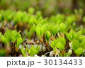 木の芽 30134433