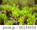 木の芽 30134434