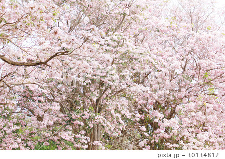 Pink Trumpet (Tabebuia rosea) flower Pink Trumpet (Tabebuia rosea) flower 30134812