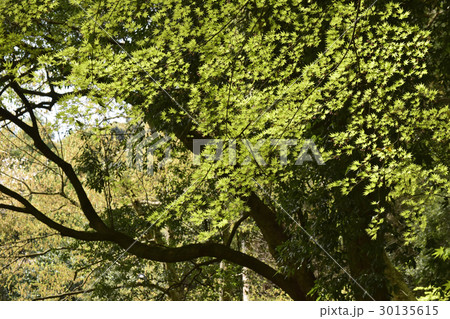 新緑のモミジ 30135615