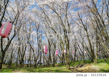 信州　松本の名所　弘法山古墳の桜　春は夜桜のライトアップなどで賑わう 30135616