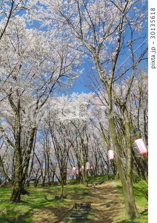 信州　松本の名所　弘法山古墳の桜　春は夜桜のライトアップなどで賑わう 30135618