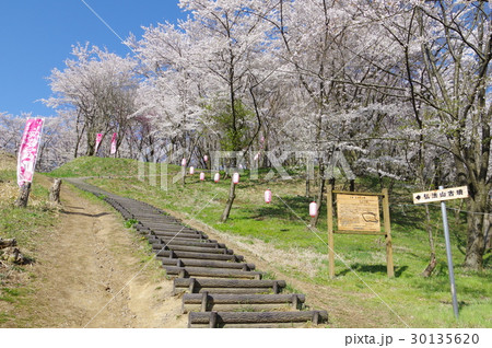 信州 松本の名所 弘法山古墳の桜 春は夜桜のライトアップなどで賑わうの写真素材