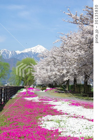 信州　安曇野　北アルプス常念岳と拾ヶ堰（じっかせぎ）　春　桜のある風景　安曇野人気撮影ポイント 30135830