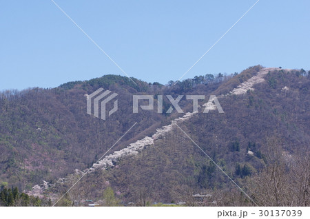 信州 安曇野 光城山の桜並木遠望 麓から山頂に向かって桜が咲き誇る 信州 安曇野 光城山の桜並木遠望 麓から山頂に向かって桜が咲き誇る 30137039