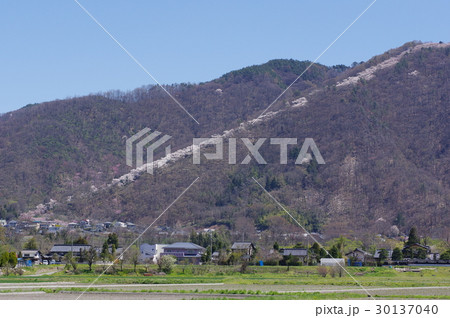 信州 安曇野 光城山の桜並木遠望 麓から山頂に向かって桜が咲き誇る 信州 安曇野 光城山の桜並木遠望 麓から山頂に向かって桜が咲き誇る 30137040
