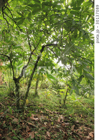 Cacao in Belize / カカオ in ベリーズ Cacao in Belize / カカオ in ベリーズ 30137089