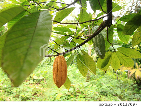 Cacao in Belize / カカオ in ベリーズ Cacao in Belize / カカオ in ベリーズ 30137097