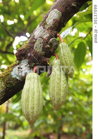 Cacao in Belize ／ カカオ in ベリーズ 30137099