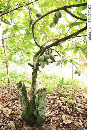 Cacao in Ghana ／ カカオ in ガーナ 30137109
