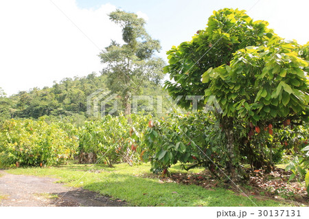 Cacao in Trinidad & Tobago /カカオ in トリニダード&トバゴ Cacao in Trinidad & Tobago /カカオ in トリニダード&トバゴ 30137131