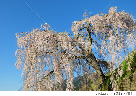 岩太郎桜 岩太郎桜 30137784