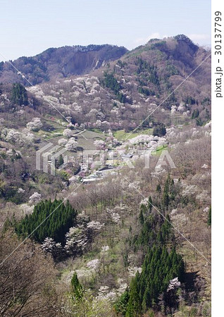 信州 池田町 桜仙峡から陸郷遠望 数千本ともいわれる山桜を遠望する桜の名所 信州 池田町 桜仙峡から陸郷遠望 数千本ともいわれる山桜を遠望する桜の名所 30137799