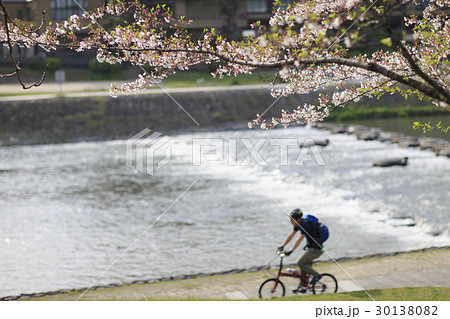 加茂川の桜とサイクリング 30138082