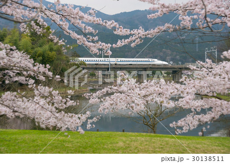 十九女池の桜と東海道新幹線 30138511