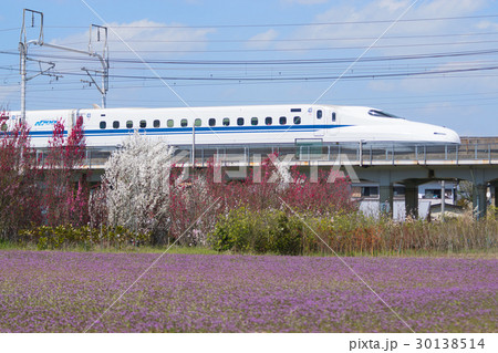 東海道新幹線N700系と花桃 30138514
