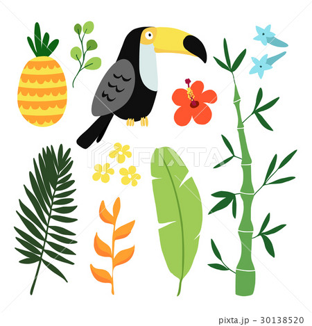 Summer tropical graphic elements. Toucan bird Summer tropical graphic elements. Toucan bird 30138520