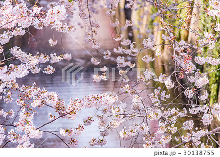 満開の桜　中目黒 30138755