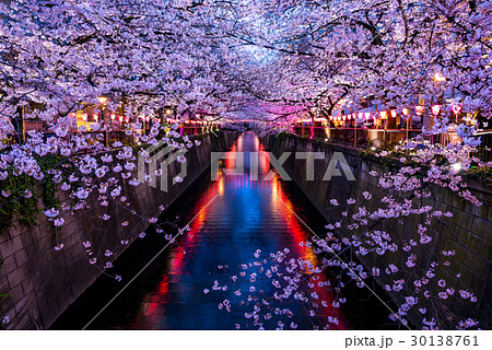 中目黒の満開の桜ライトアップ 中目黒の満開の桜ライトアップ 30138761