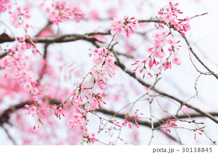 枝垂れ 桜 しだれ 日本 枝垂れ 桜 しだれ 日本 30138845