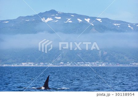 シャチの背びれと知床の海 シャチの背びれと知床の海 30138954