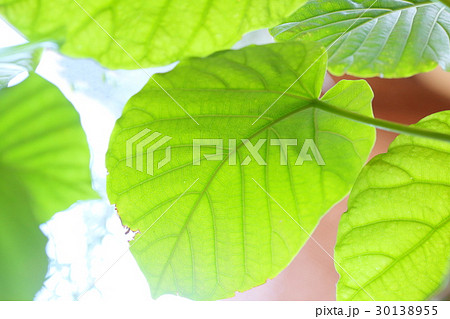 ウンベラータ Umbellata ウンベラータ Umbellata 30138955