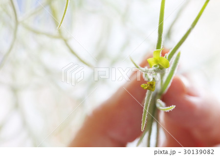 エアープランツ ウスネオイデス 花 蕾の写真素材