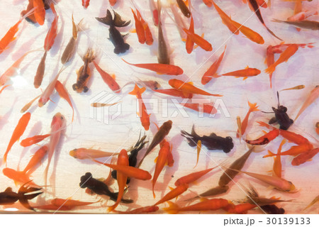 金魚すくい屋さんの金魚の写真素材