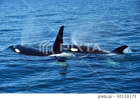 知床の海を泳ぐ2頭のシャチ 知床の海を泳ぐ2頭のシャチ 30139173