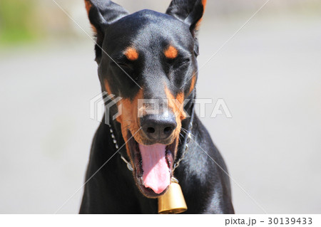 Portrait of Doberman pinscher 30139433