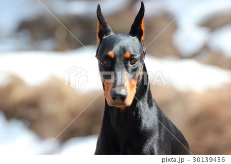 Portrait of Doberman pinscher 30139436