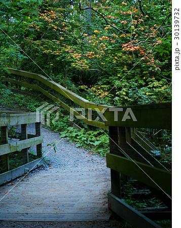 Green view in Cates Park, Vancouver, Canada 30139732