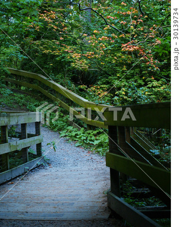 Green view in Cates Park, Vancouver, Canada 30139734