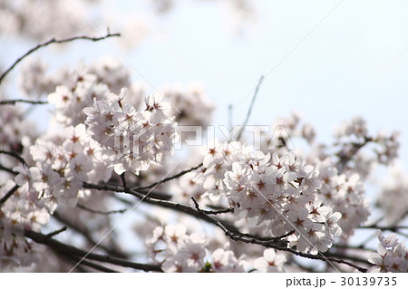 桜 30139735