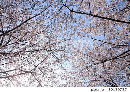 桜 30139737