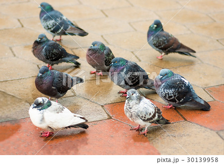Bird dove walks through the puddles in the park 30139958