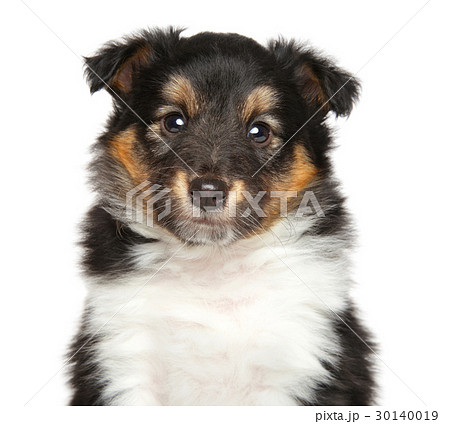 Shetland Sheepdog 30140019