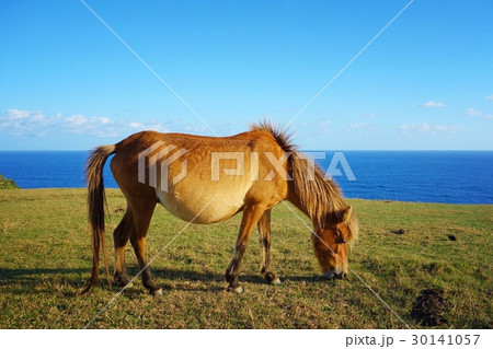与那国馬 30141057