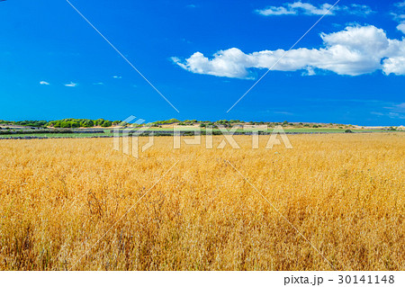Menorca farmland landscape on sunny day, Spain. 30141148